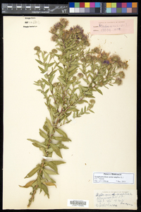 Symphyotrichum novae-angliae image