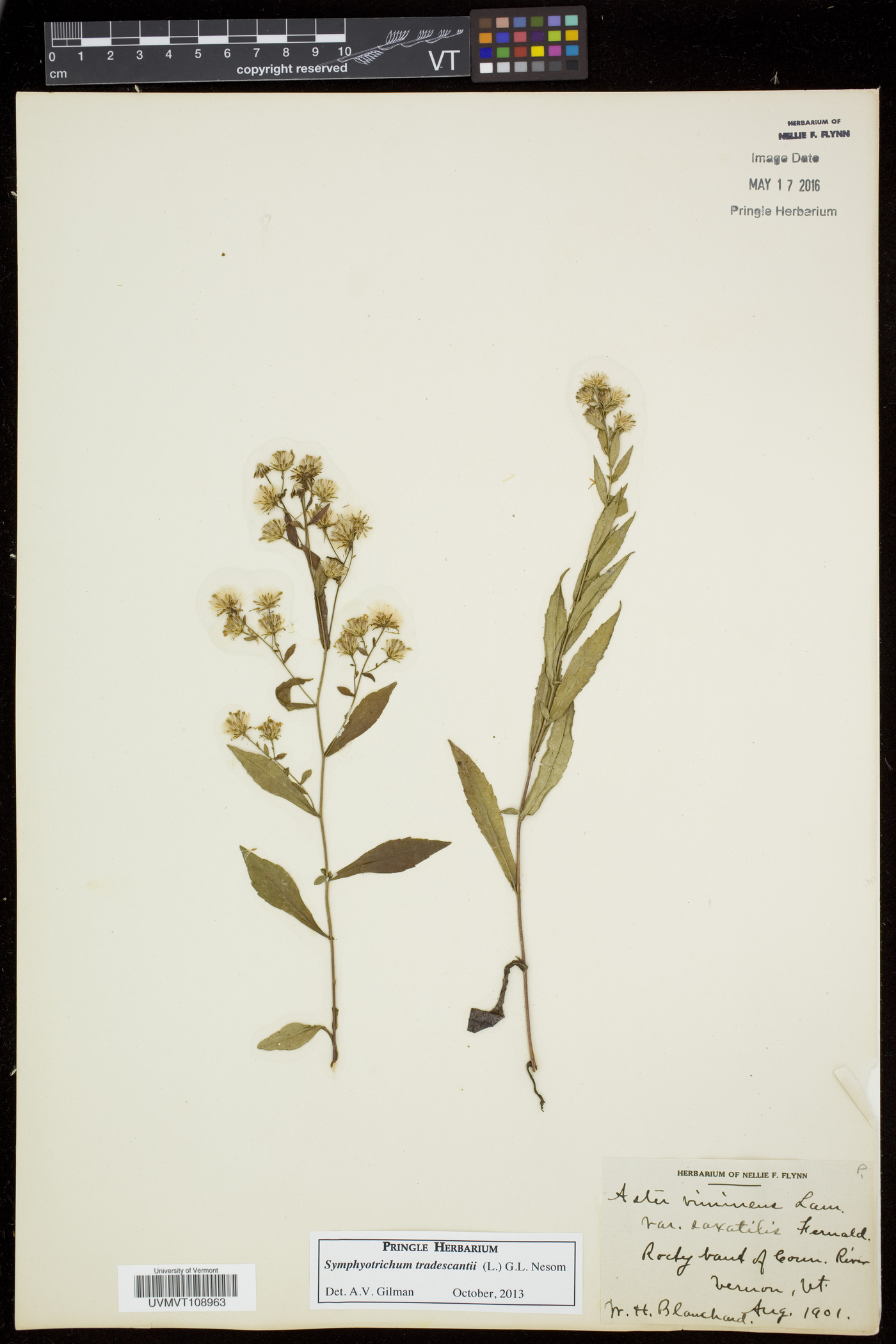 Symphyotrichum tradescantii image