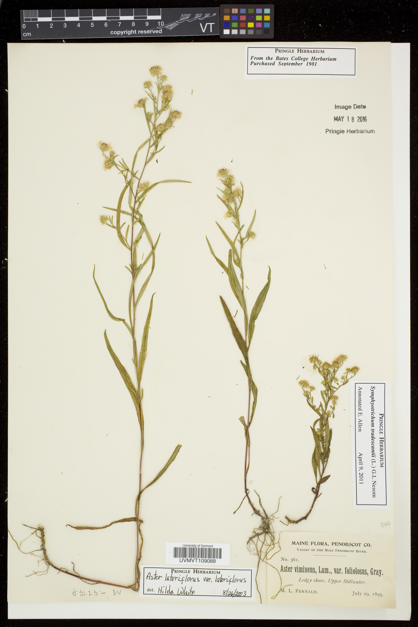 Symphyotrichum tradescantii image