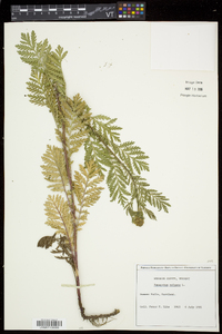 Tanacetum vulgare image