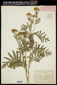 Tanacetum vulgare image