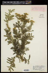 Tanacetum vulgare image