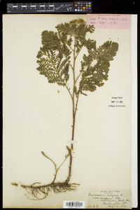 Tanacetum vulgare image