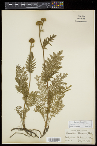 Tanacetum bipinnatum image