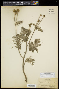 Tanacetum bipinnatum image