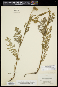 Tanacetum bipinnatum image