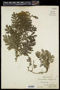 Tanacetum vulgare image