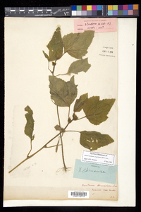 Xanthium strumarium var. glabratum image