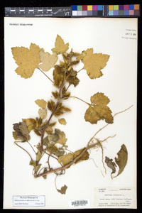 Xanthium strumarium var. glabratum image