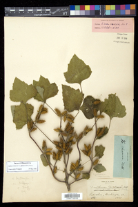 Xanthium strumarium var. glabratum image