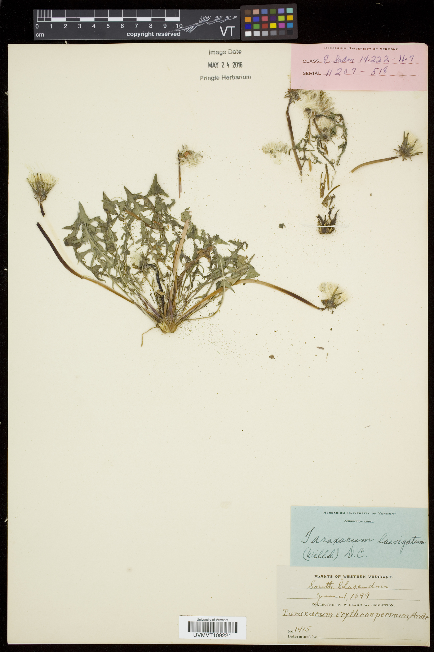 Taraxacum brachyglossum image