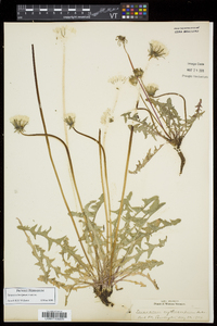 Taraxacum erythrospermum image