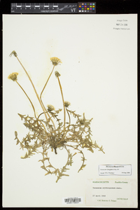 Taraxacum erythrospermum image