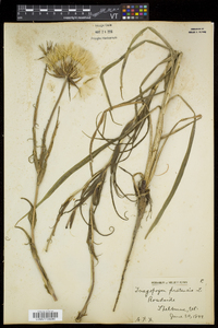 Tragopogon pratensis image