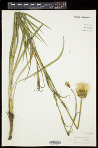 Tragopogon pratensis image