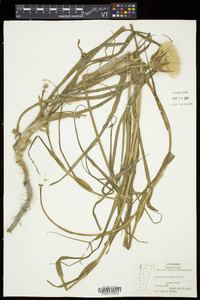 Tragopogon pratensis image