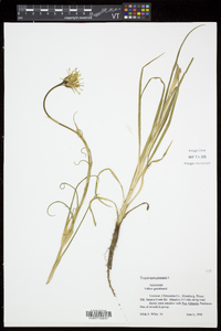 Tragopogon pratensis image