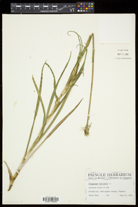 Tragopogon pratensis image