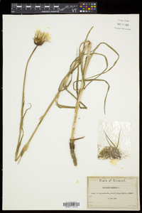 Tragopogon pratensis image