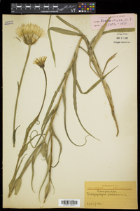 Tragopogon pratensis image