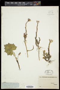 Tussilago farfara image