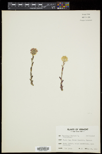 Tussilago farfara image