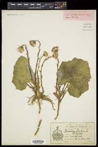 Tussilago farfara image