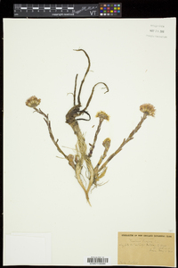 Tussilago farfara image