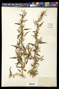 Xanthium spinosum image