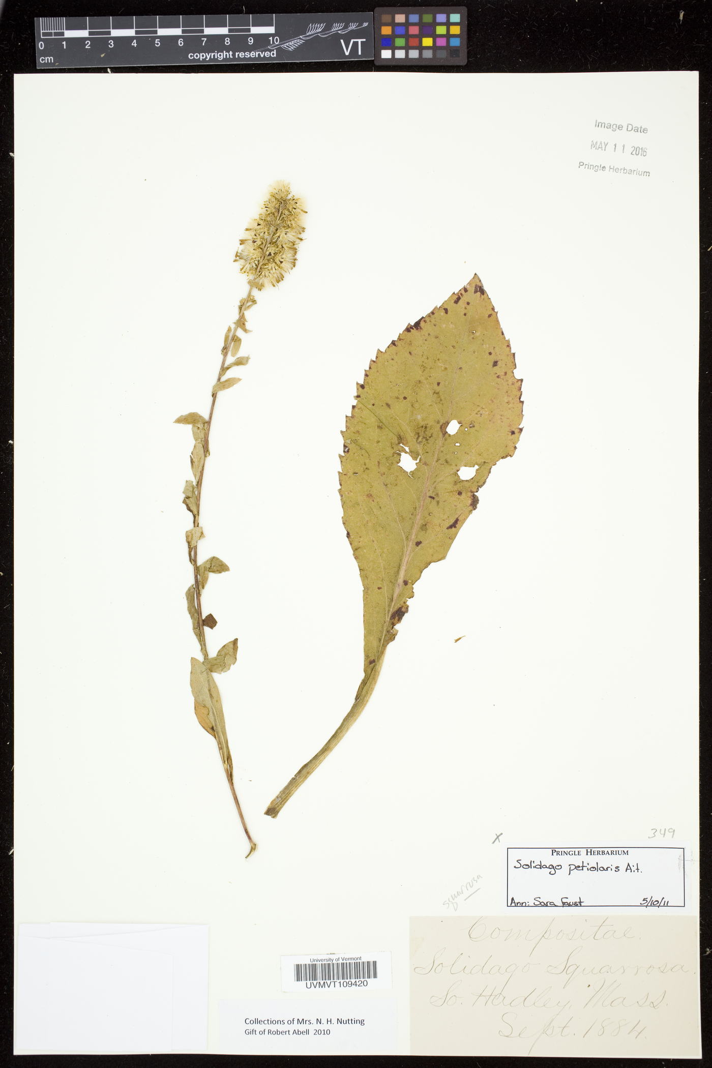 Solidago squarrosa image