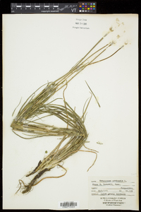 Tragopogon pratensis image