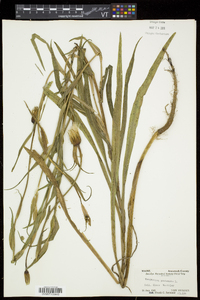 Tragopogon pratensis image