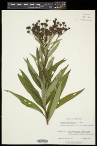 Vernonia noveboracensis image