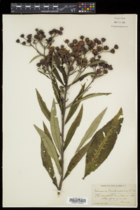 Vernonia noveboracensis image