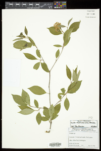 Cornus racemosa image