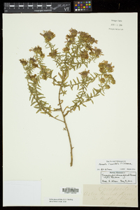 Ionactis linariifolia image