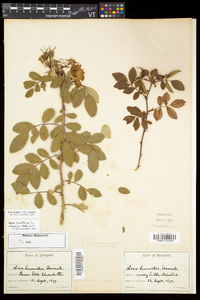 Rosa carolina subsp. carolina image