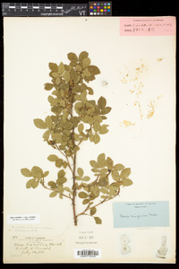 Rosa carolina subsp. carolina image