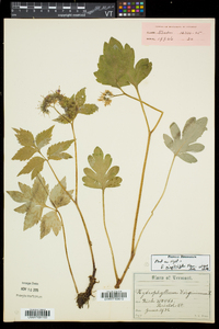 Hydrophyllum virginianum image