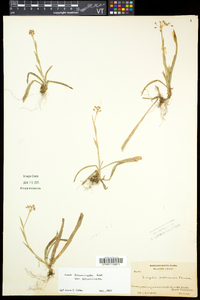 Luzula acuminata var. acuminata image