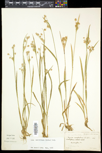 Luzula luzuloides subsp. luzuloides image