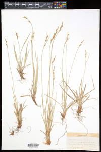 Carex communis var. communis image