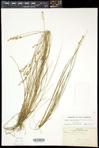 Carex cephalantha image