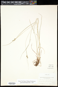 Carex virescens image