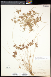 Cyperus bipartitus image