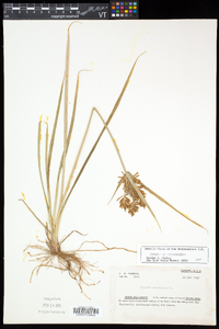 Cyperus esculentus var. leptostachyus image