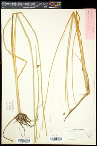 Schoenoplectus torreyi image