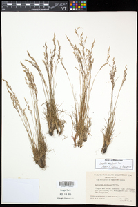 Agrostis mertensii image