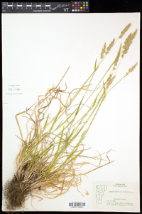 Anthoxanthum odoratum image