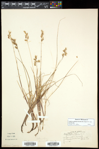 Anthoxanthum monticola subsp. monticola image
